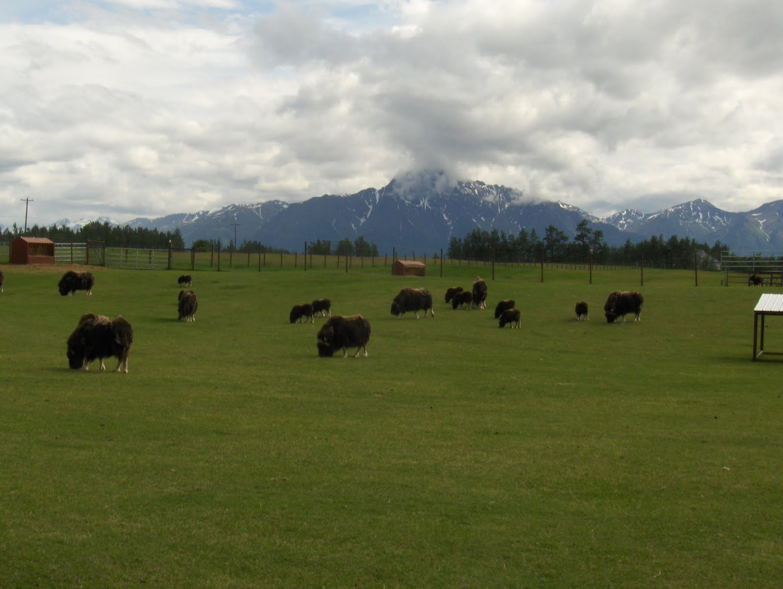 Dan's Alaska Blog Musk Ox Farm Palmer, Alaska