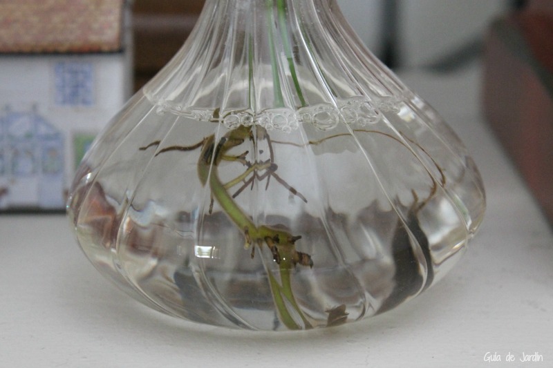 Planta de agua Raíces en agua