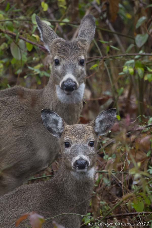 Country Captures: Double-takes: Fawn Siblings