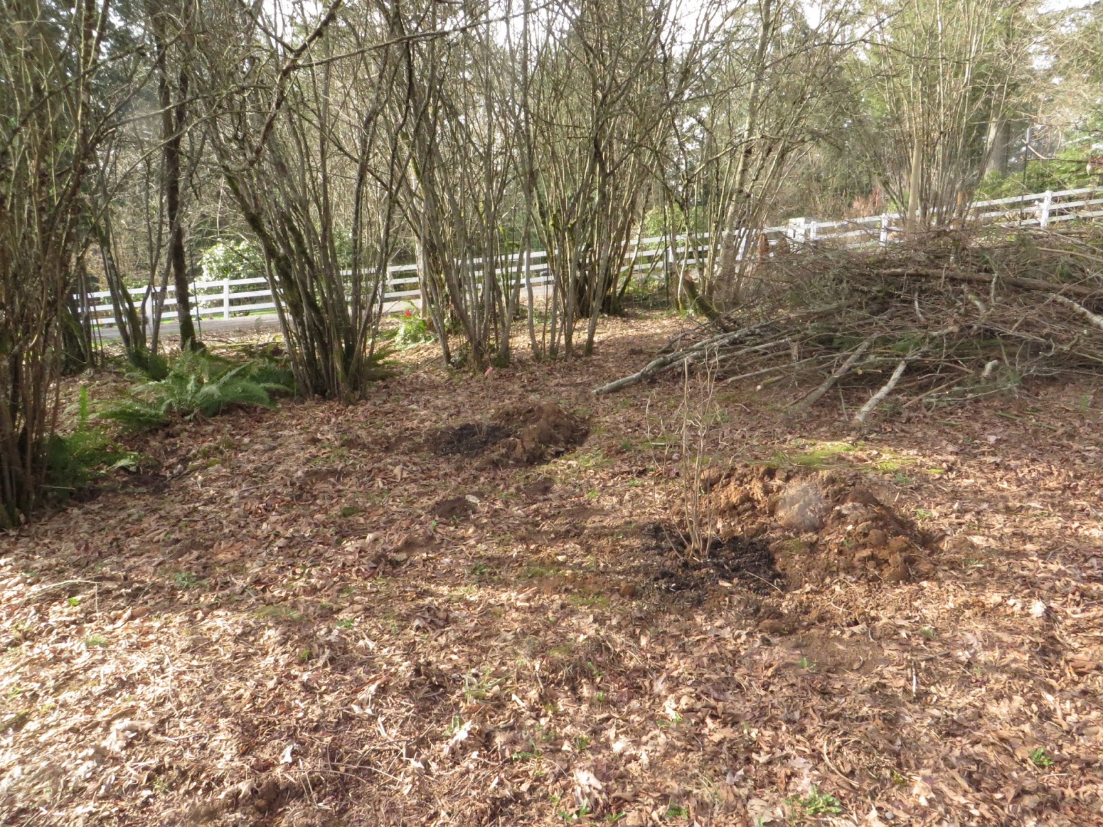 Witch Alders Fothergilla Rotary Botanical Gardens