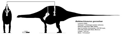 Rebbachisaurus bones