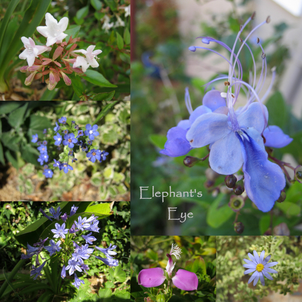 January in our False Bay garden