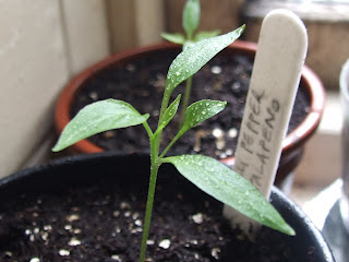 Jalapeno pepper seedling in a pot