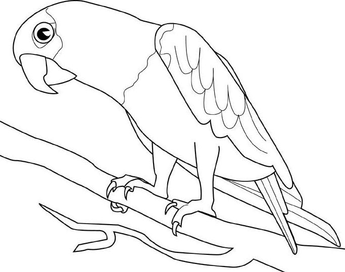 macaw coloring pages - photo #27