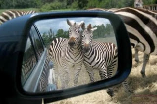 Funny Zabra Looking In Mirror