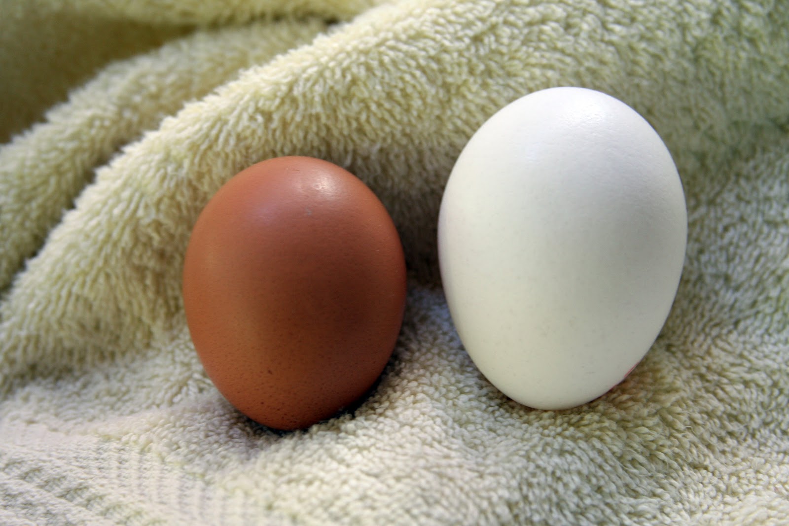 Food Wonk Baked Eggs with Pullet Eggs