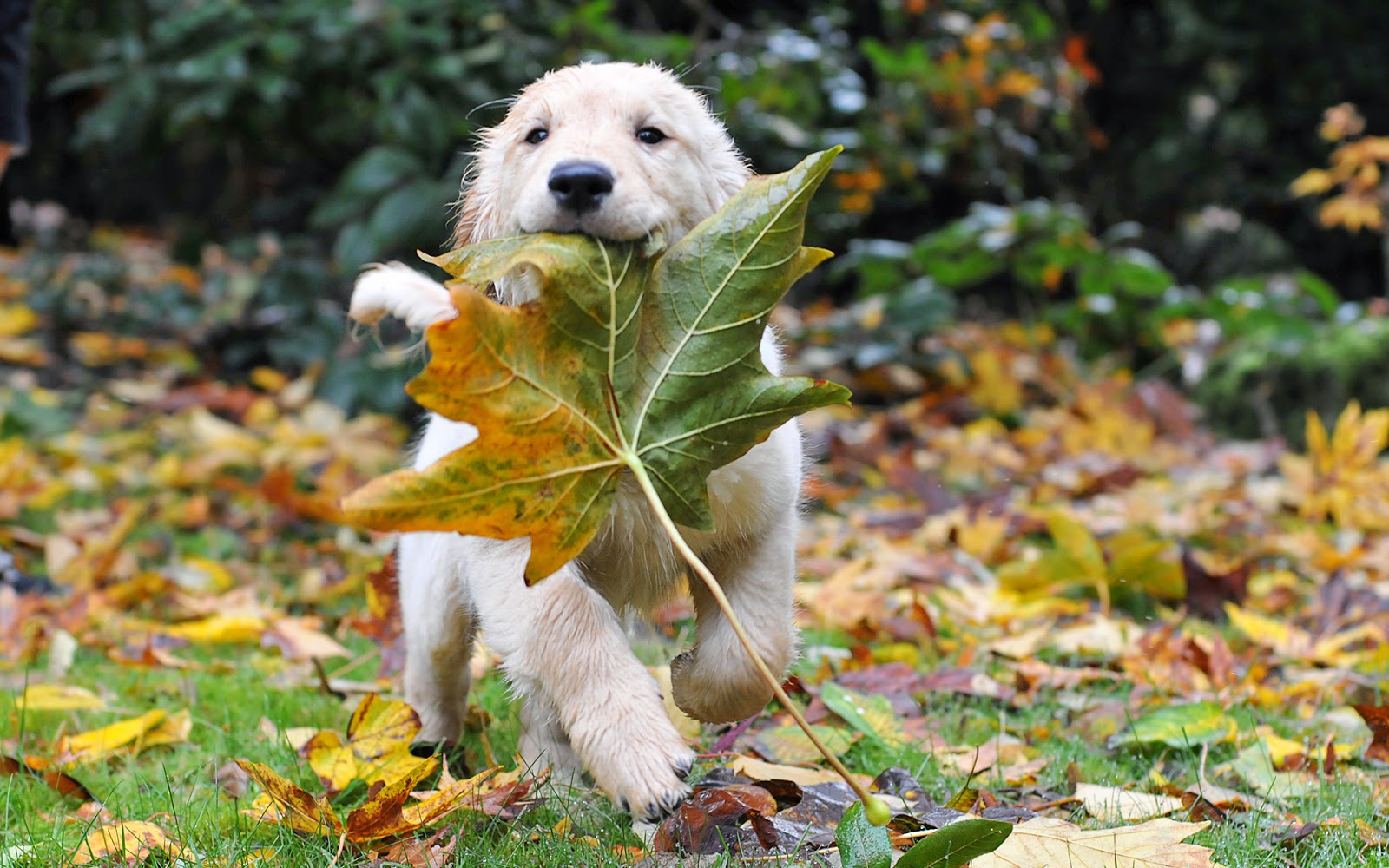 Cute Dog HD Wallpaper
