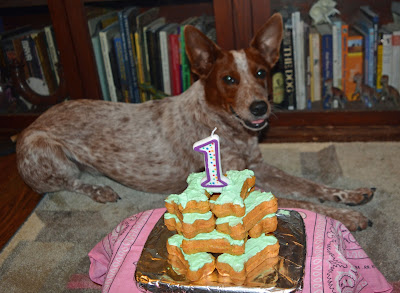 The annual Dog Geek birthday photo