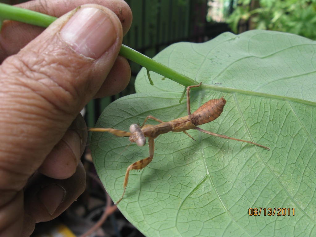 Isinay Bird: An Insect that Prays and Preys