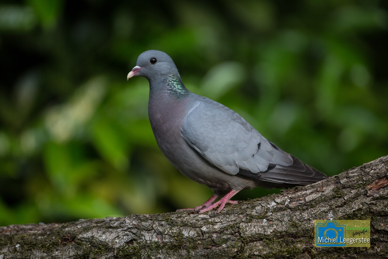 Belevingsfotografie 3 soorten duiven in de tuin.