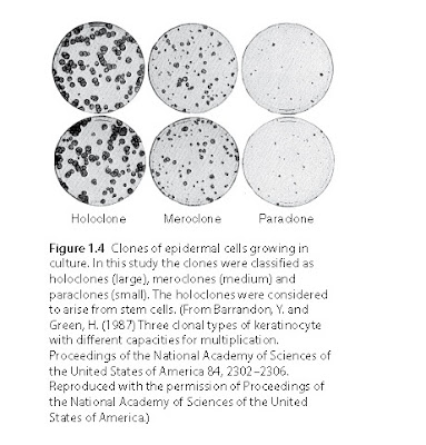 Clones of epidermal cells growing in culture. In this study the clones were classified as holoclones (large), meroclones (medium) and paraclones (small). The holoclones were considered to arise from stem cells.