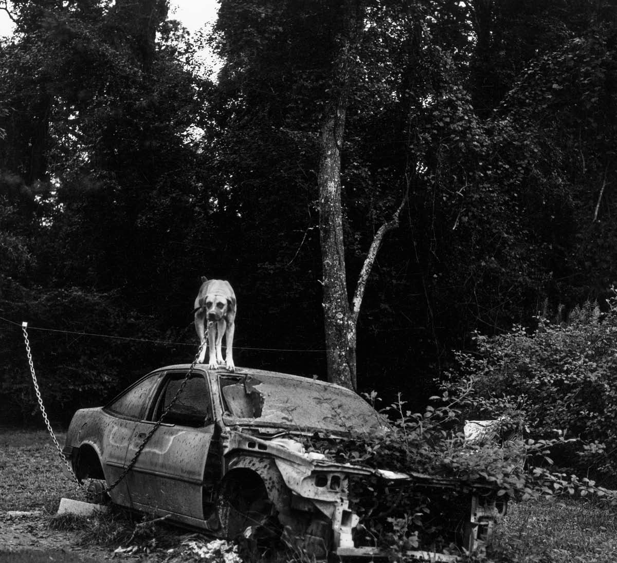 A Book Hunter's Journal Required Reading Twin Forks by Daniel Woodrell