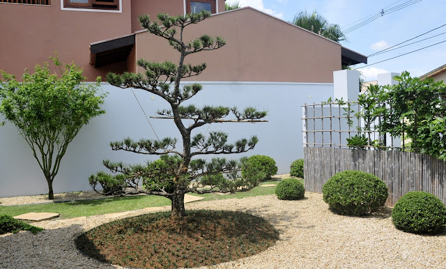 pinheiro negro kuromatsu em jardim japones