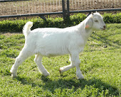 Reserve Champion Market Goat