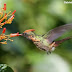 Conheça o beija-flor-de-leque-canela uma das menores aves do Brasil