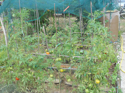 coltivazione pomodori