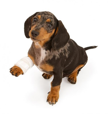 alt="perro con fractura en la pata causante de dolor"