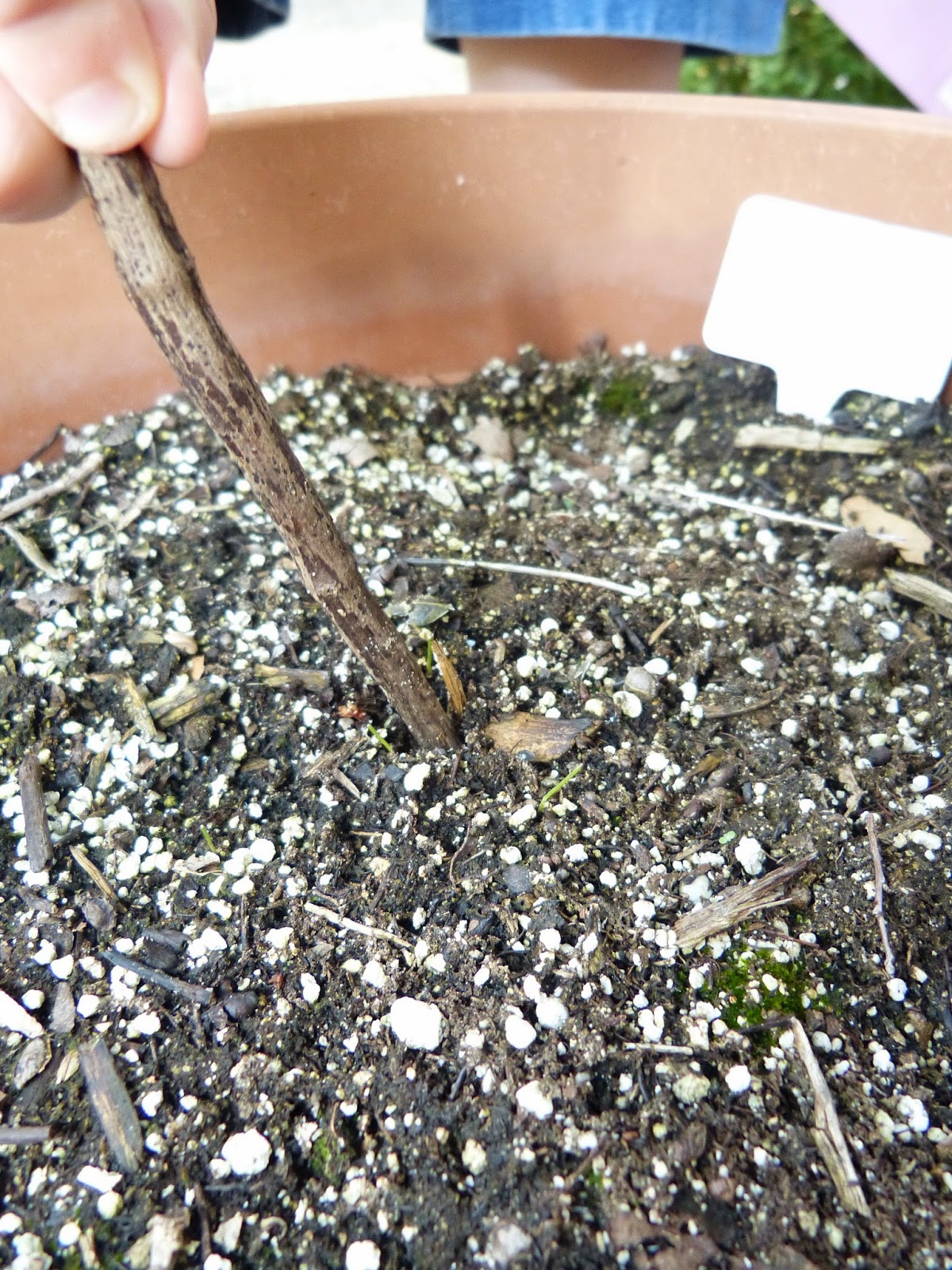 Paula's Primary Classroom: Pine cone science