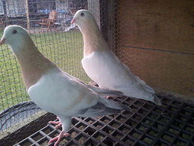 dewlap pigeons