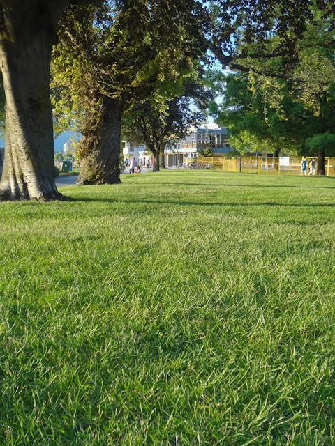 green grass in vancouver