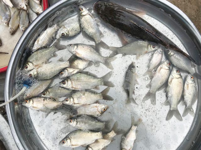 Tấp nập chợ cá đồng đầu mùa lũ bên cầu Trà Khúc Quảng Ngãi 