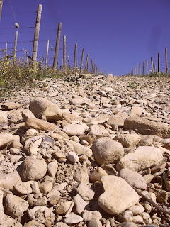 Soils of Coppo winery