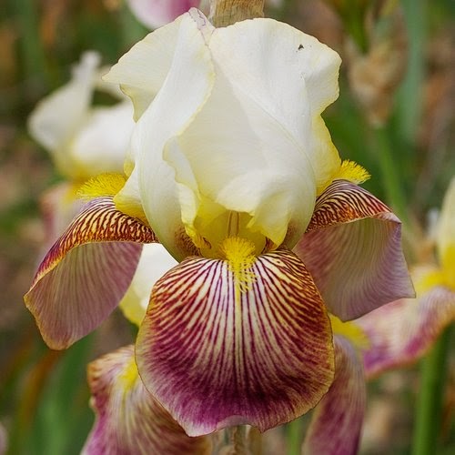 French Historic Tall Bearded Iris MARQUITA HERITAGE IRISES