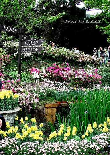台北陽明山國家公園花季