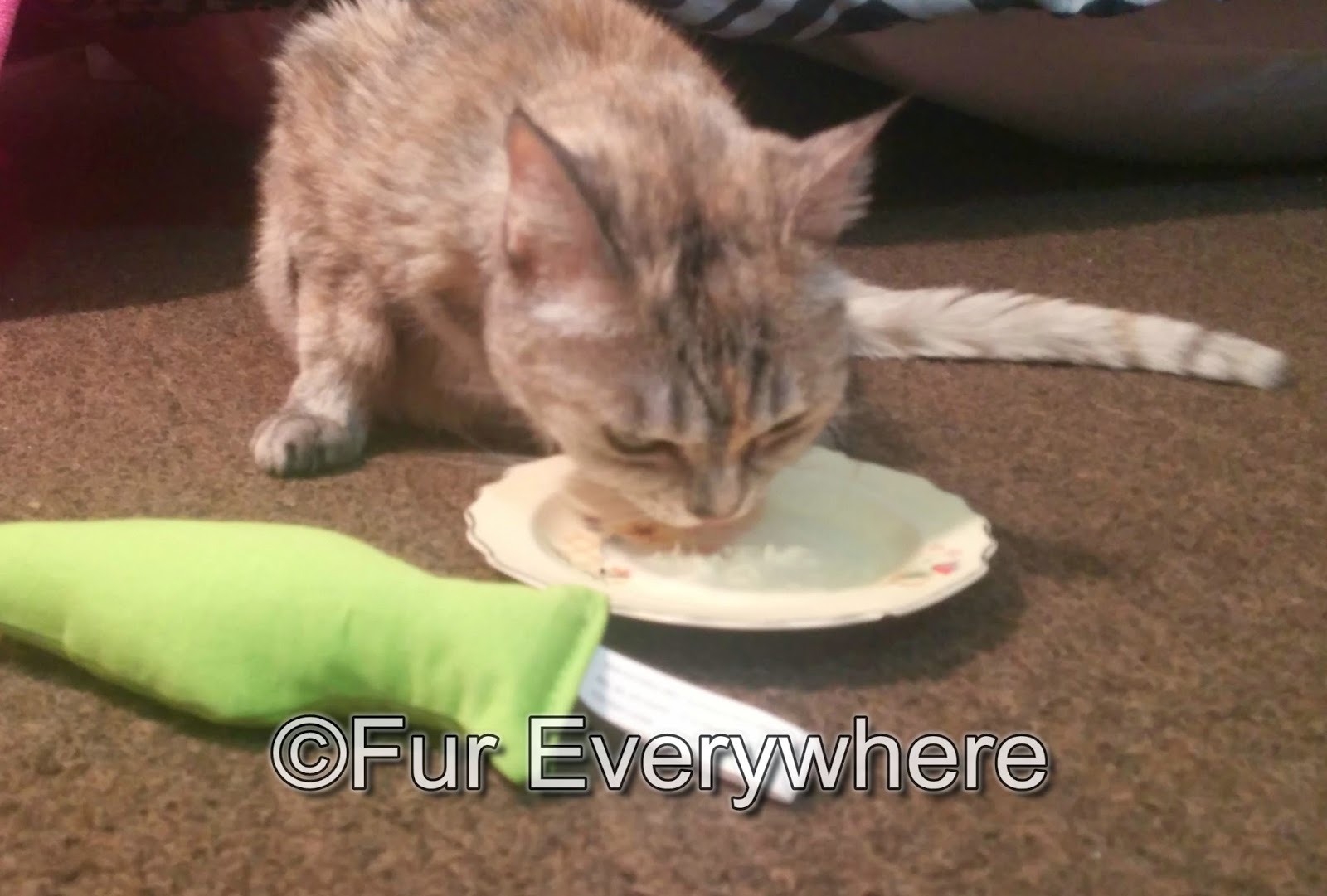 Fur Everywhere February 2015