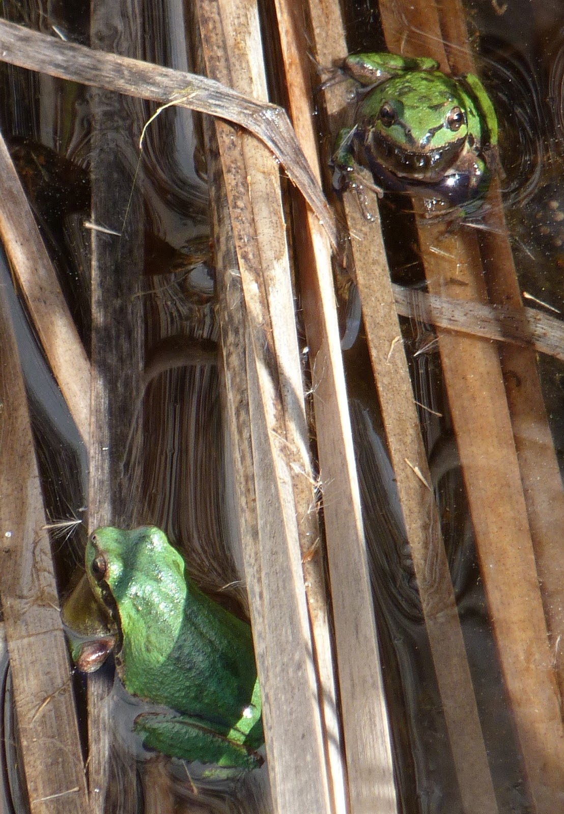 HILL BABIES The SemiHidden Frog Habitat of Brisbane