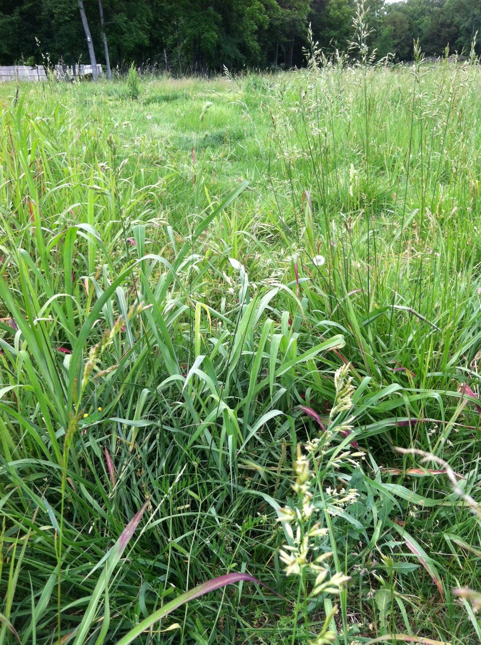 Homestead Catholic Grass, Hay, and Biodiversity