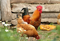  Mungkin anda sudah tidak absurd lagi mendengar ayam kampung Rincian Biaya Modal Usaha Ternak Ayam Kampung