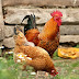 Rincian Biaya Modal Perjuangan Ternak Ayam Kampung