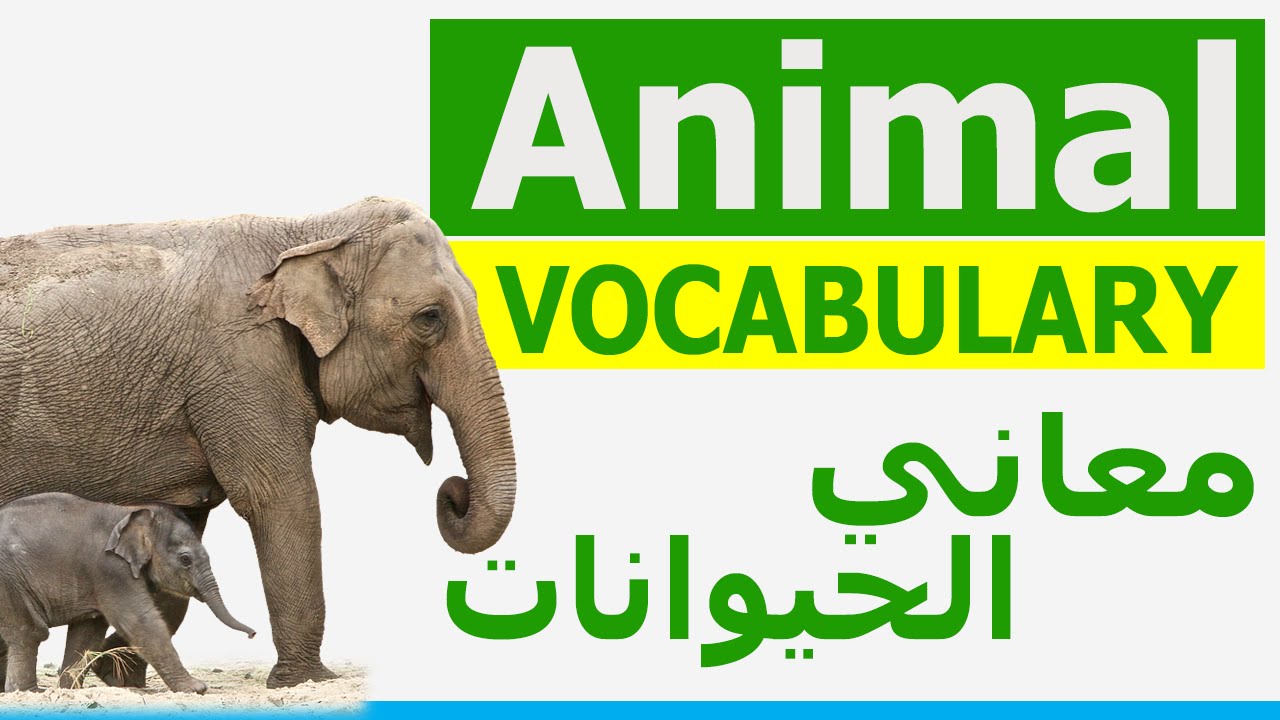 Haiwan jinak dalam bahasa arab