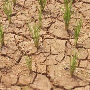 Cara penanggulangan bencana alam alam kekeringan Media Informasi