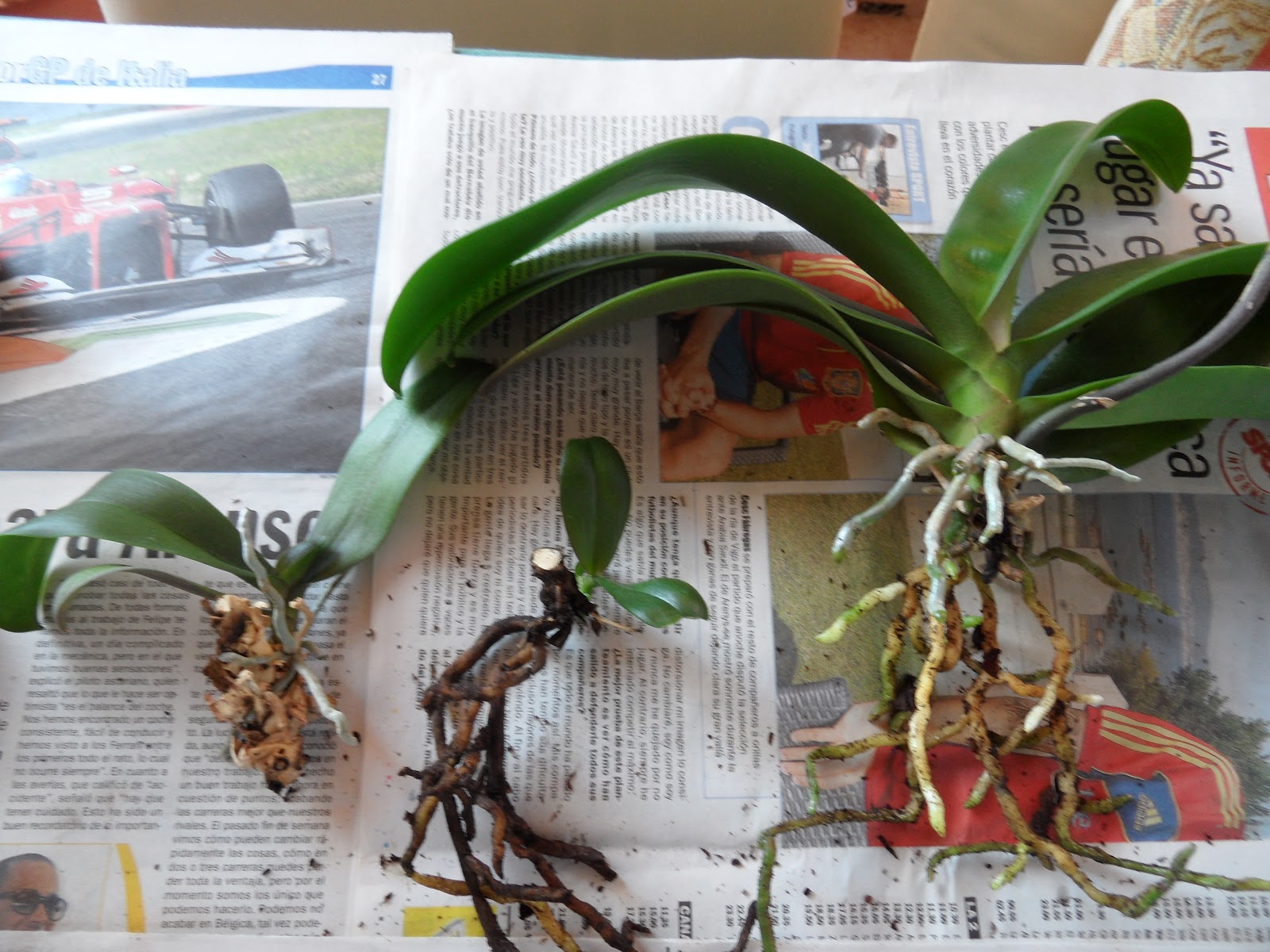 Пересадка орхидеи в марте 2024. Пересаживаем орхидею фаленопсис. Орхидея на блоке. Пересадка орхидеи в домашних условиях. Старую Орхидея пересадить.