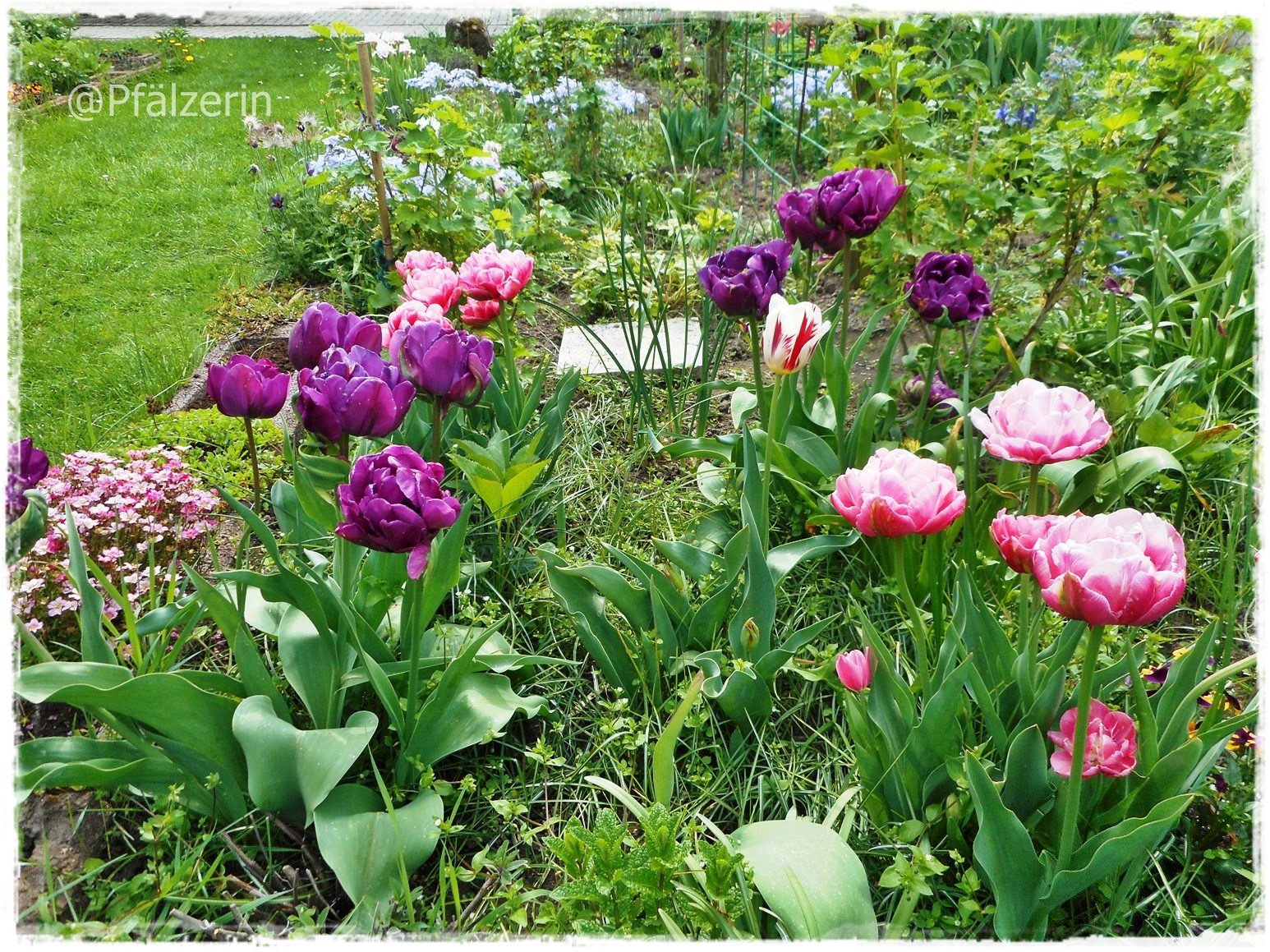 Selbstversorgung Fur Geniesser Ein Gartentagebuch Fuhren