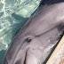ΜΗΝΥΣΗ για τα δελφίνια στο Αττικό πάρκο...