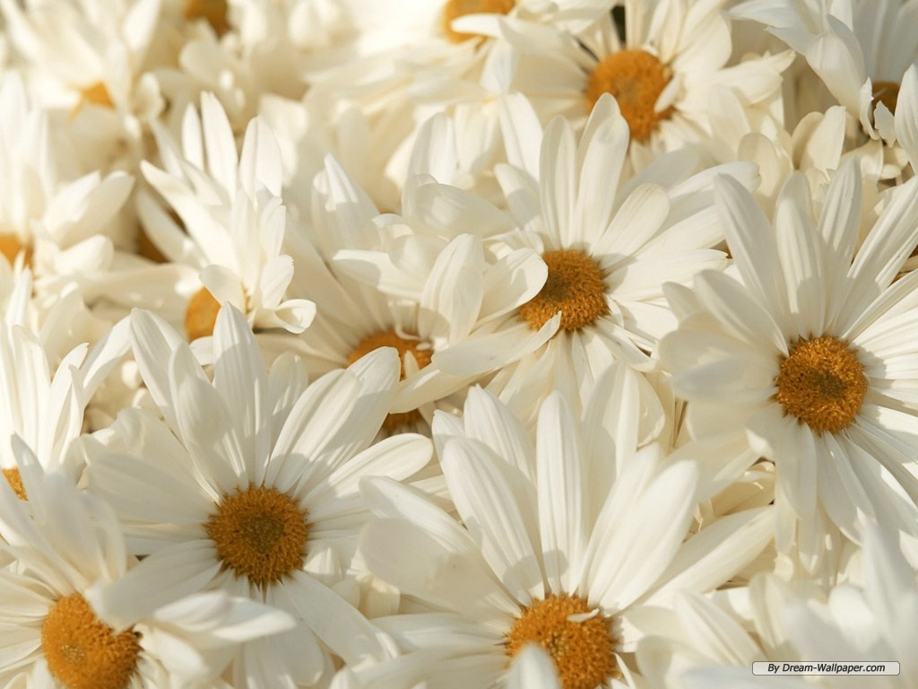 Free Cool Wallpapers: white flower hd