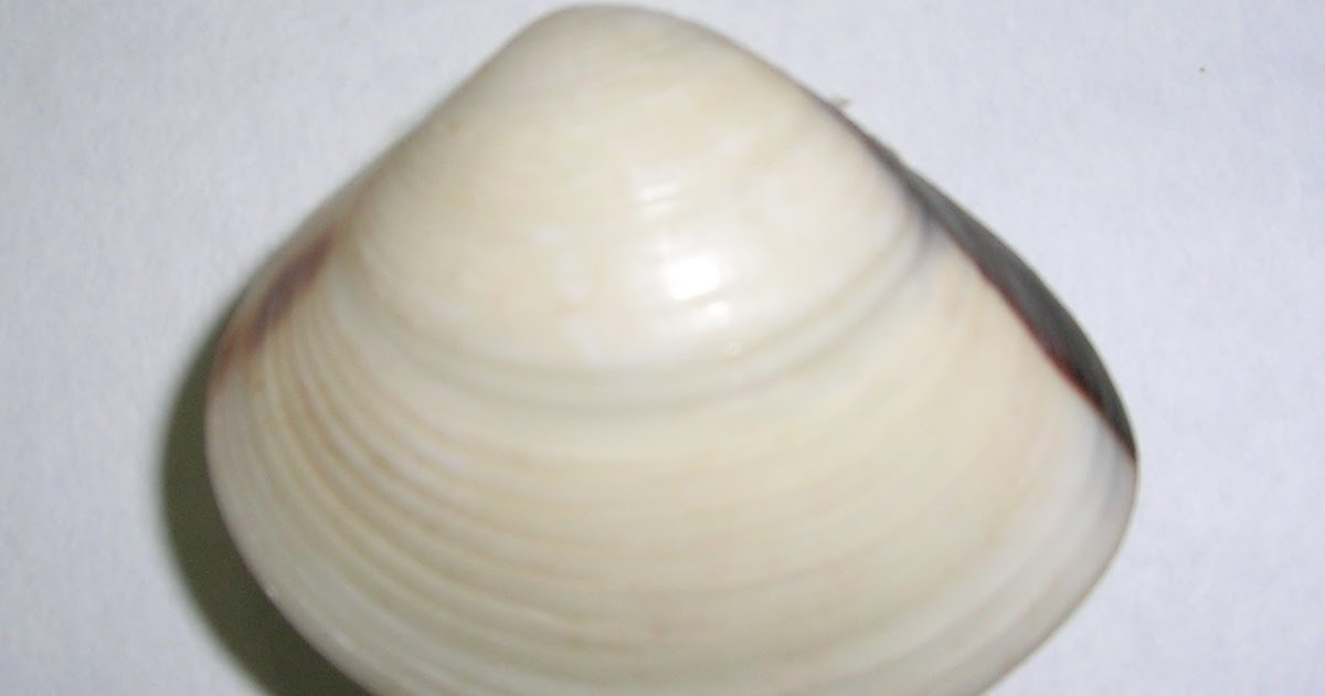 Science Magazine EXTERNAL AND INTERNAL FEATURES OF A CLAM