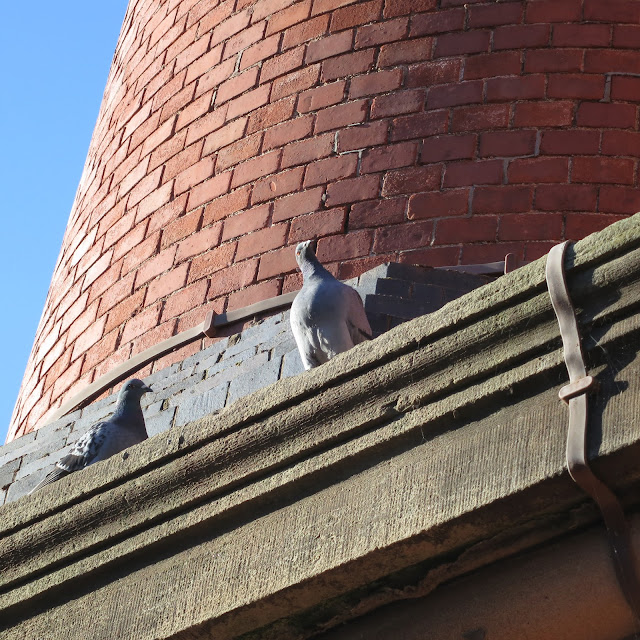 Pigeon on red brick chimney turns its head to an odd angle.