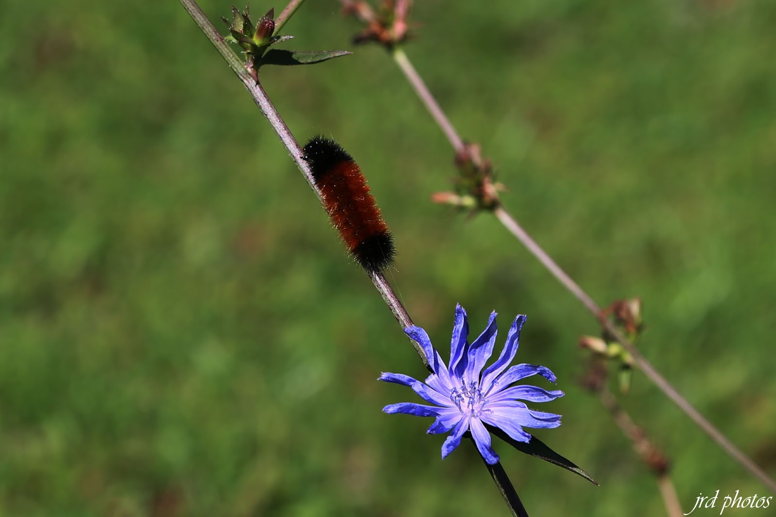 download woolly worm download woolly worm