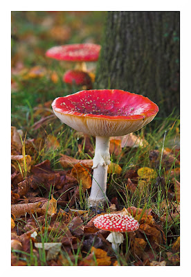mushroom photography tutorial mushroom photography tutorial
