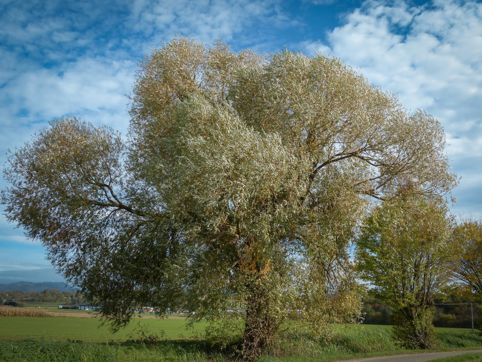 WEIDE - Silberweide (Salix alba)