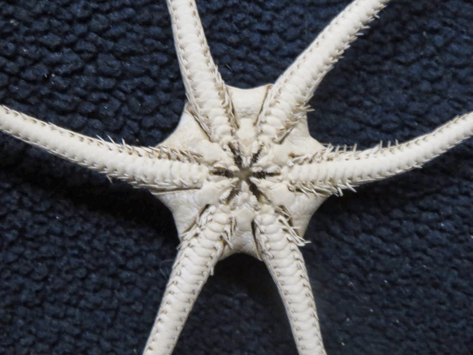The Echinoblog Treasures of Paris 2013 Brittle Stars Le_Museum!