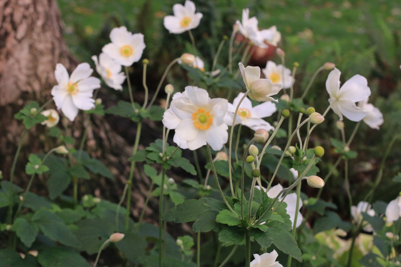 Delights of the Heart Notes from the Garden Anemone�s