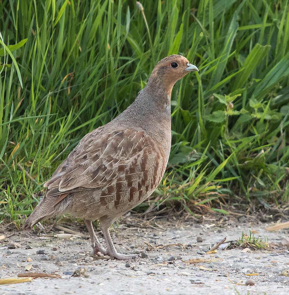 CAMBRIDGESHIRE BIRD CLUB GALLERY Grey Partridge