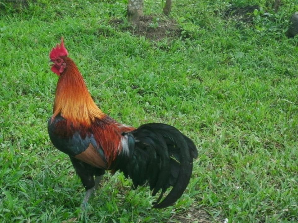 what is a daddy chicken called