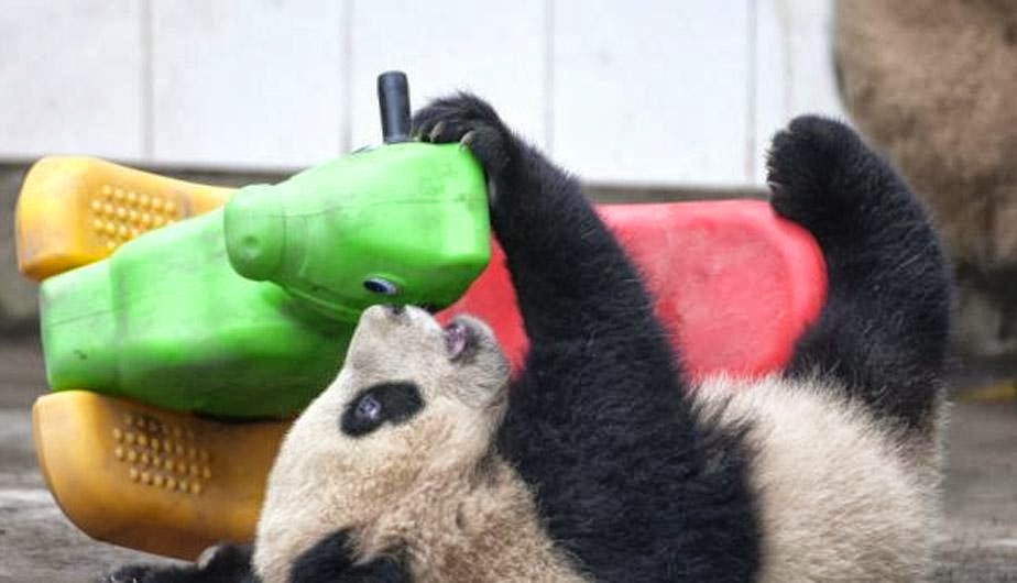 Juego De Oso Panda Gratis Juego De Oso Panda Gratis