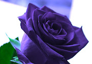 Blue Roses Wallpapers (blue roses )